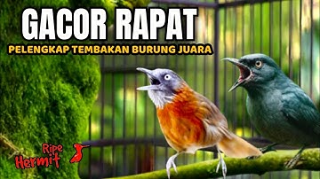 🔴KOMBINASI MASTERAN NILAI TINGGI - TEPUS KEPALA ABU GACOR VS SRIGUNTING ISIAN cocok buat murai batu