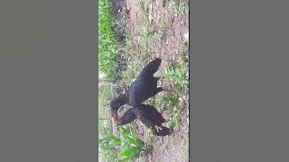 pertarungan ayam betina