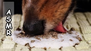 Puppy ASMR Dog Eats Frozen Goats Milk and Liver Treat Satisfying Relaxing Tingly Eating Sounds