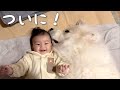 【祝！】妹の初めての寝返りを見た超大型犬の反応がまさかすぎました！w｜グレートピレニーズ