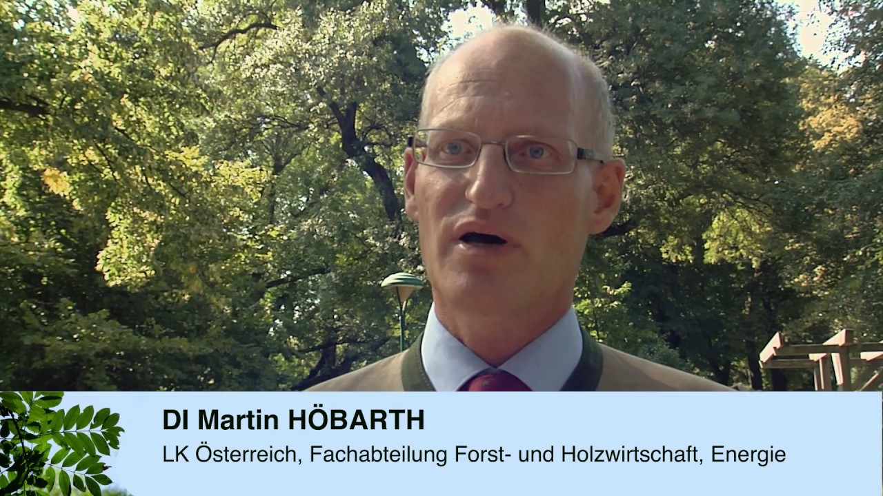 Die Esche - eine Baumart in Not