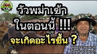 วัวพม่าเข้าในตอนนี้จะเกิดอะไรขึ้นบ้าง?ราคาวัวในตลาดและราคาวัวหน้าคิดของเกษตรกร!!