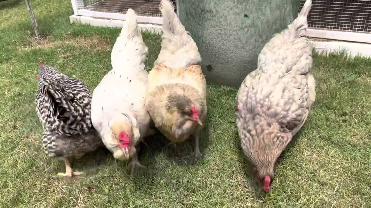 Ameraucana backyard chicken review