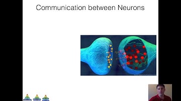 NAU BIO 201 - Lectures 15/16 - Synapses and Neurotransmitters