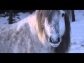 Саха сылгыта. Якутские лошади. Yakutian horses UHD video