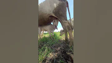 The Cow Is Breastfeeding Calf Shorts Animals Cow Youtubeshorts 