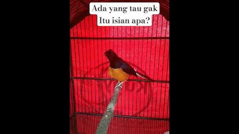 ada yang tau #kicaumania #mangkicauoffecial #burung #burungkicaudialamliar #kicaumanianusantara