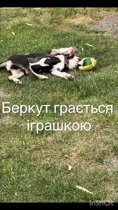 Беркут грається іграшкою #shon #домашнітварини #пес #домашніулюбленці # ...