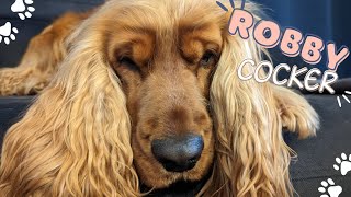 How I clean EYEs and EARs of my dog 🐶 Routine with a dog 🐾🐕 English Cocker Spaniel - Robby by Robby Cocker 2,221 views 1 year ago 6 minutes, 55 seconds