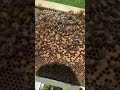 Baby bees after 2 frame split