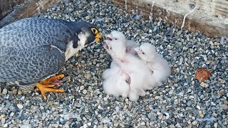 Cal Falcons: Archie distracts Annie with prey 🥡 Tries to feed chicks 😋 2024 Apr 28
