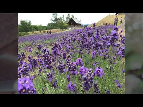 Video THỜI KHÔNG SAI LỆCH - Tiếng Nhật-Trung-Việt-Anh |... - youtube