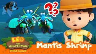 These SHRIMPS keep SMASHING each other!  | Mantis Shrimp | Leo the Wildlife Ranger | #compilation