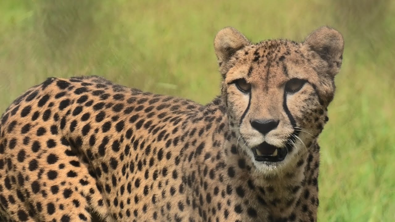 チータ　Cheetah hq720.jpg?sqp=-