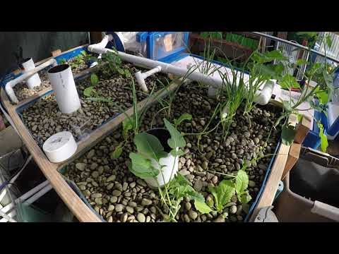 Image showcasing Off grid aquaponics greenhouse mini tour - YouTube