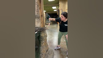 This Caiman Was Hungry!! 🍗🐊