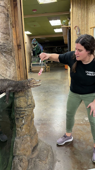This Caiman Was Hungry!! 🍗🐊