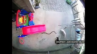 PANOORIN | Viral videos ng kabayanihan ng mga aso