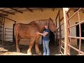 Rescued Belgian Draft Horse Update Part 3