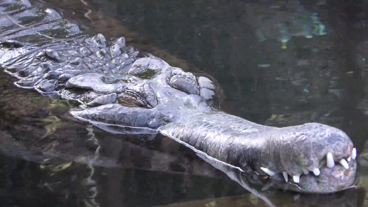 マレーガビアル 熱川バナナワニ園 18年3月18日 Youtube マレーガビアル 熱川バナナワニ園 18年3月18日 Youtube