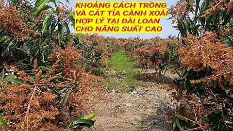 Khoảng cách trồng và cắt tỉa cành xoài hợp lý tại đài loan cho năng suất cao