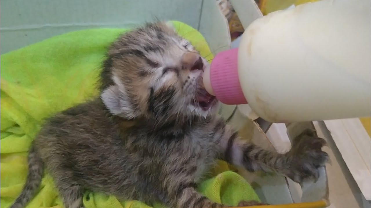 Two Orphan Newborn Kittens Crying for Milk After Rescue 🍼💔 Approximately 4 Days Old 