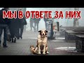 БЕЗДОМНЫЕ ЖИВОТНЫЕ БОЛГАРИИ