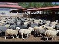 Овцематки и ярки. Фермерское хозяйство "Капри"