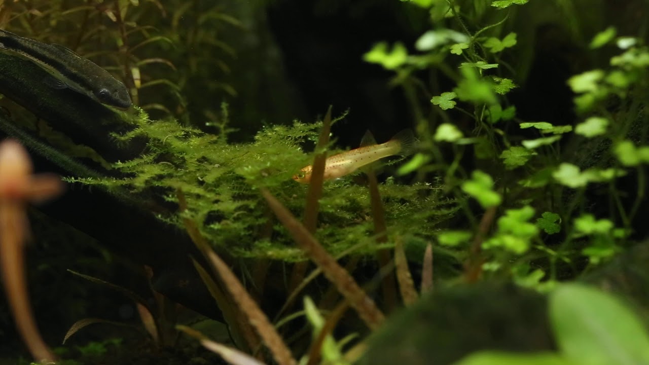 A Female Lyretail Killi(Aphyosemion australe 'GOLD')