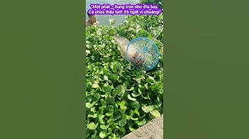 vd3. Tại sao gọi là chài đĩa bay? Quăng một phát chài đĩa bay 3.6m, cá tưởng UFO đáp xuống #shorts