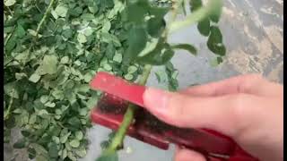 Hand held rose stripper