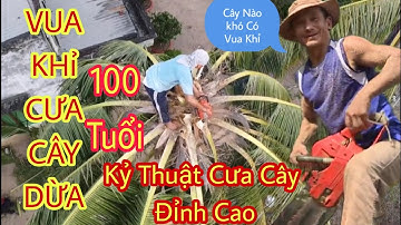 Vua Khỉ Cưa Cây | Anh Tùng vua khỉ Cưa Cây Dừa 100 tuổi xem mà thót tim từ flycam | Gia Đình vlog MN