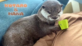 カワウソコタローとハナ　コーヒーカップを頭に乗せて寝るハナ　Otter Hana Sleeping with Cup on Her Head