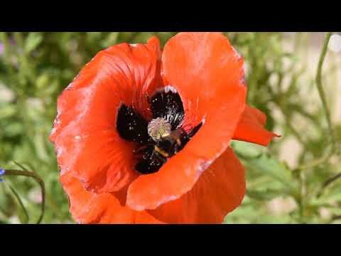 Video: Graciösa Blommor I Tibukhina