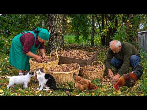 Autumn Walnut Harvest | Making Traditional Azerbaijani Walnut Pastries 🍂🌰