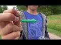 Qui A Mangé Ma Chenille Avec Sous Titres En Français Qui A Mangé Ma Chenille Avec Sous Titres En Français