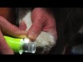 Demonstration furminator nail trimmer and nail grinder for dogs