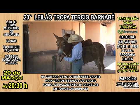 LOTE 43 - 20° LEILÃO TROPA TERCIO BARNABÉ