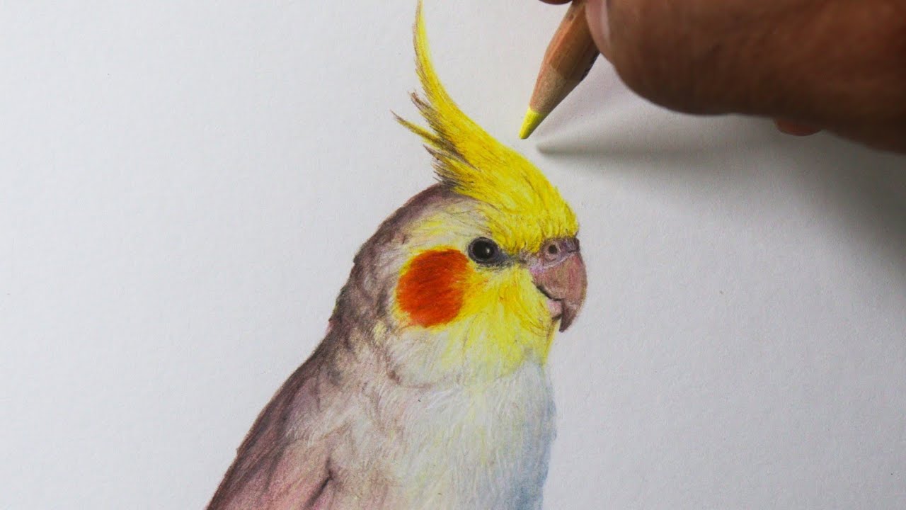 Como desenhar uma Calopsita realista PASSO A PASSO narrado