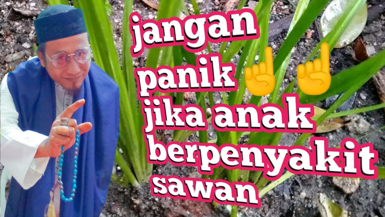 sangat-ampuh-obat-penyakit-sawan-bagi-4n4k-4n4k-youtube