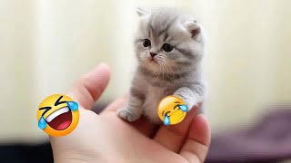 Try Not To Laugh😽🐶Funniest Cats and Dogs 2024🐶