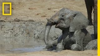 Orphaned Baby Elephants “You Can’t Help But Fall In Love With” | National Geographic