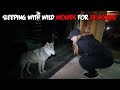 We Slept with WILD WOLVES for 24 HOURS | The Sargi Family