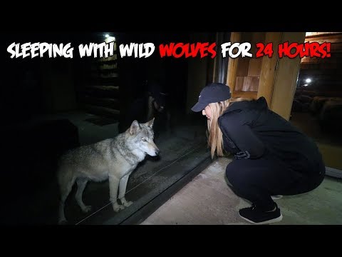 We Slept with WILD WOLVES for 24 HOURS | The Sargi Family