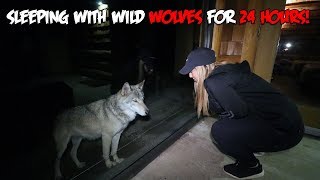 We Slept with WILD WOLVES for 24 HOURS | The Sargi Family
