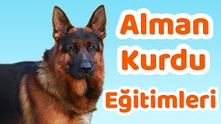 Alman Kurdu eğitimleri, temel, ileri ve bodyguard eğitimleri