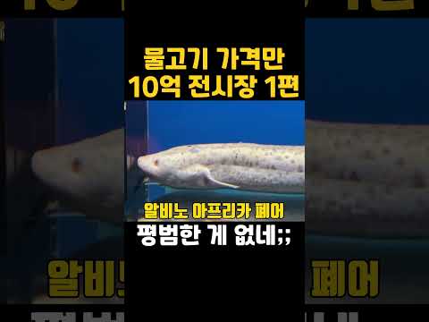 초고가 물고기 모음ㄷㄷ #고대어 #<strong>수족관</strong> #물고기 #주노준호
