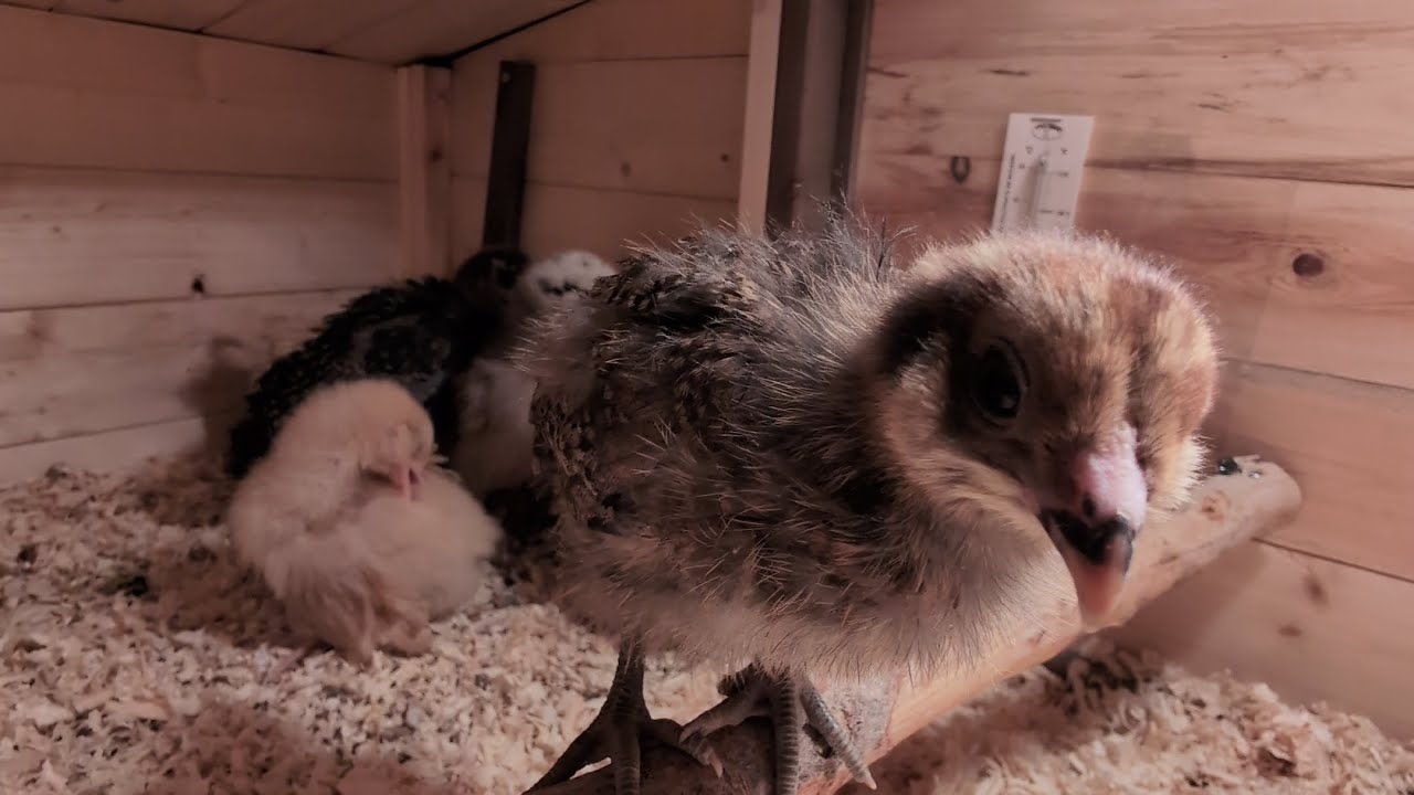 Brooder Miniature miniature henhouse/brooder #chicks - YouTube