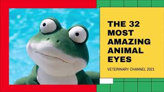 Veterinary Ophthalmology: The 32 Most Amazing Eyes In The Animal World [ Amazing Animal Eyes]