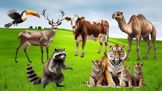 Bustling animal world sounds around us: Tiger, Hedgehog, Dolphin, Cow, Capybara, Deer, Tortoise,...